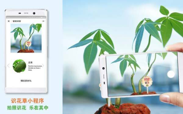 識花草小程序,拍照識花_工具小程序測評